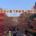 追逐京都今秋最後一遍紅葉