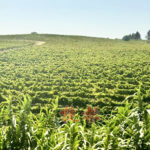 葡萄牙撥款1,100萬歐元加強農業及林業創新發展