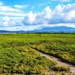 中交四航局在陽西灘塗種植270萬株紅樹林苗木