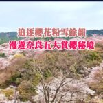 追逐櫻花粉雪餘韻 漫遊奈良五大賞櫻秘境