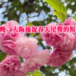 追櫻未晚：大阪捕捉春天尾聲的粉色旅程